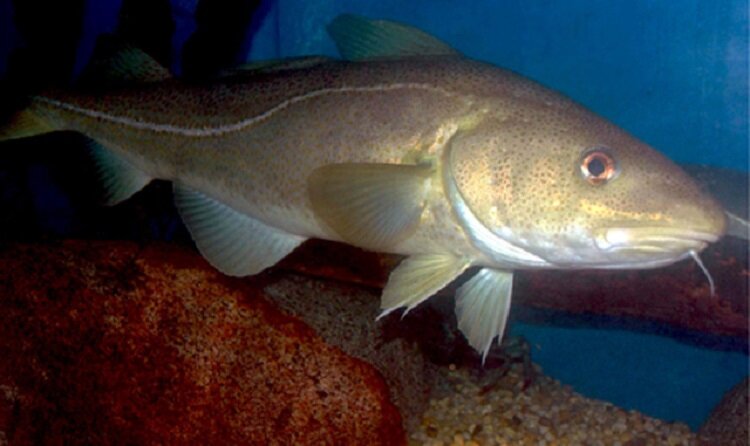 Skrei