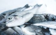 Hjelp miljøet ved å spise bærekraftig fisk